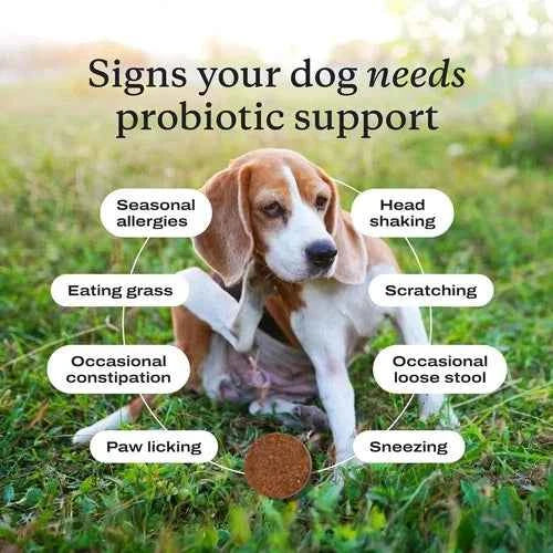 PetLab Co. Allergy & Immune Probiotic Soft Chews for Dogs